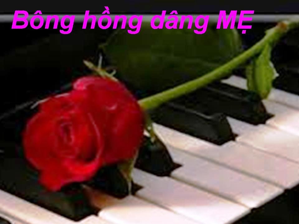 Một bông hồng hiếu kính và tri ân công Cha nghĩa Mẹ.