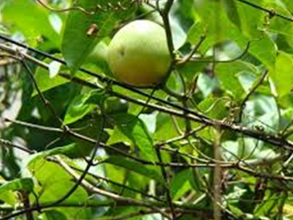 Viện Dưỡng Lão Quảng Thành & Viện Dưỡng Lão Vinh Châu tại Bà Rịa Vũng Tàu, Việt Nam