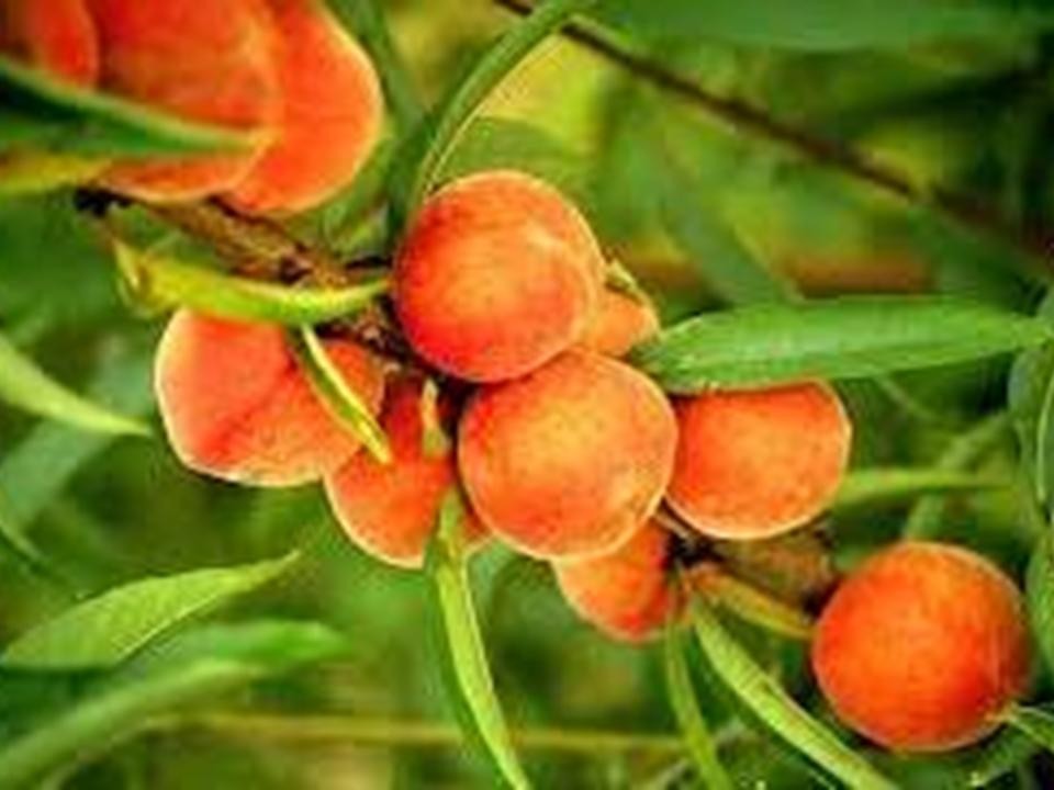 Chúc mừng Lễ Tạ Ơn Nghĩa Sinh năm thứ 29 * 1983-2012