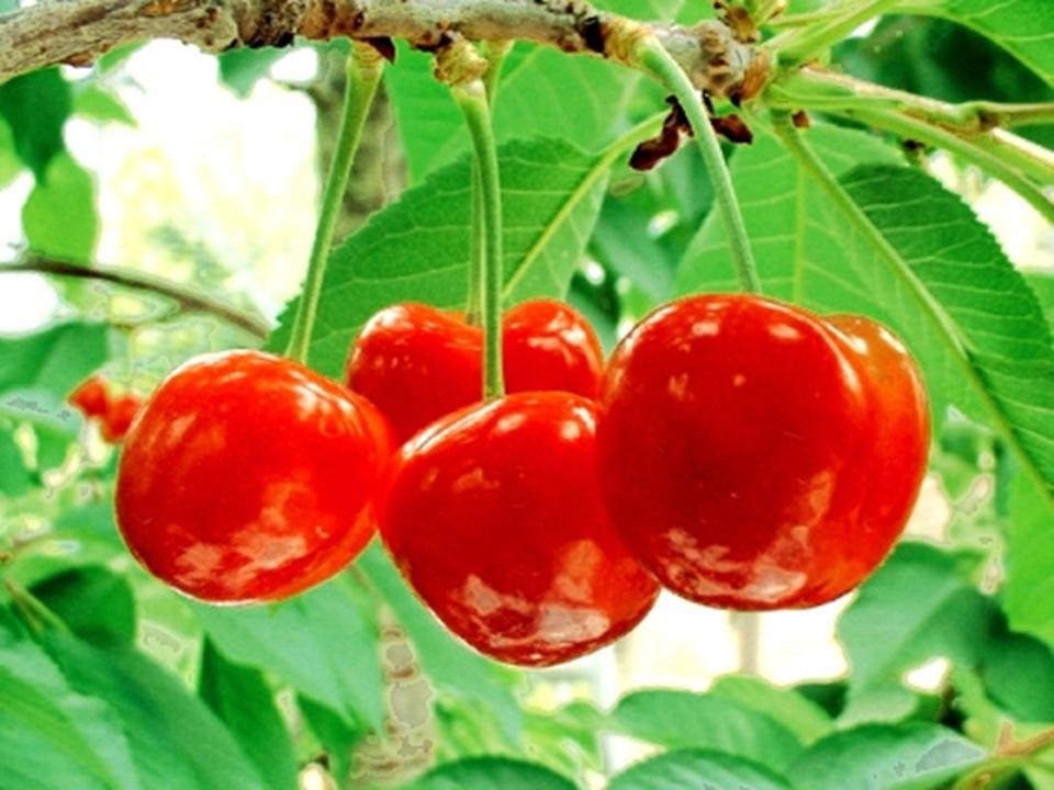 Chúc mừng Lễ Tạ Ơn Nghĩa Sinh năm thứ 29 * 1983-2012