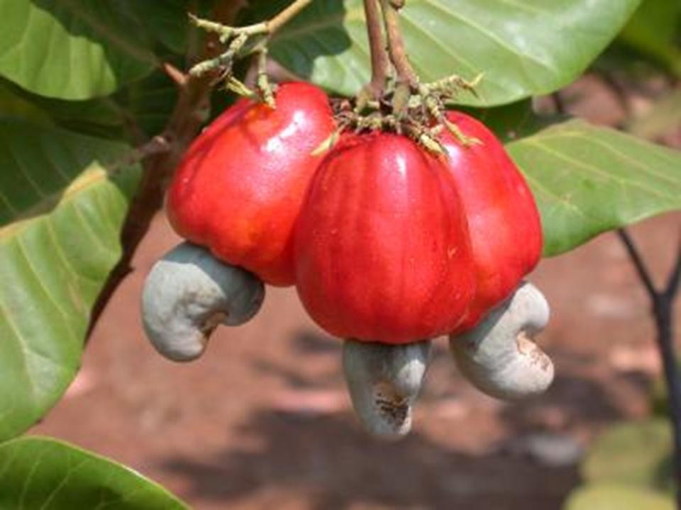 Chúc mừng Lễ Tạ Ơn Nghĩa Sinh năm thứ 29 * 1983-2012