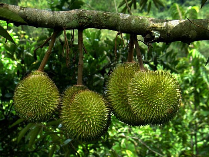 Chúc mừng Lễ Tạ Ơn Nghĩa Sinh năm thứ 29 * 1983-2012