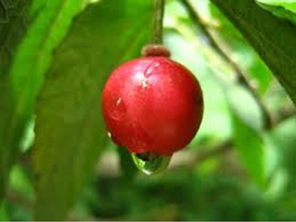 Chúc mừng Lễ Tạ Ơn Nghĩa Sinh năm thứ 29 * 1983-2012