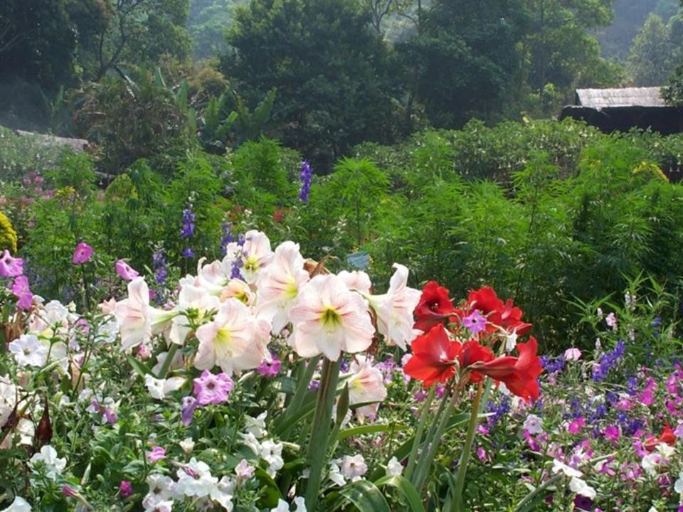 Chúc mừng Lễ Tạ Ơn Nghĩa Sinh năm thứ 29 * 1983-2012
