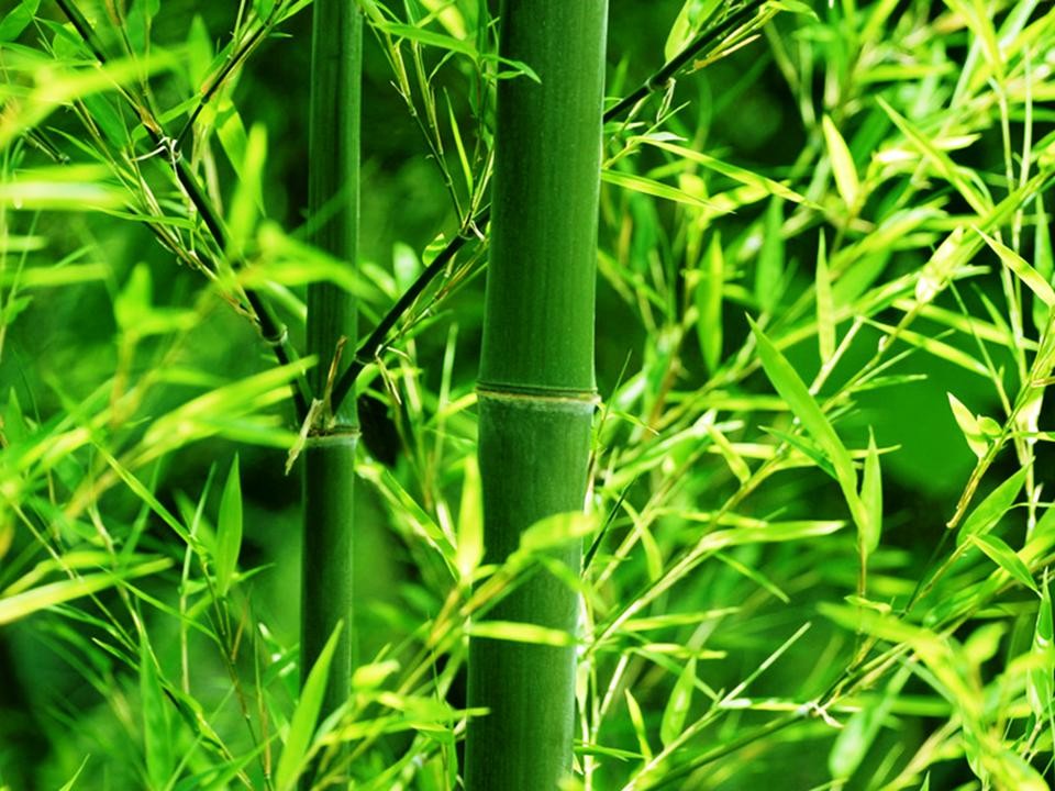Nghĩa Sinh & Biểu tượng văn hóa Việt